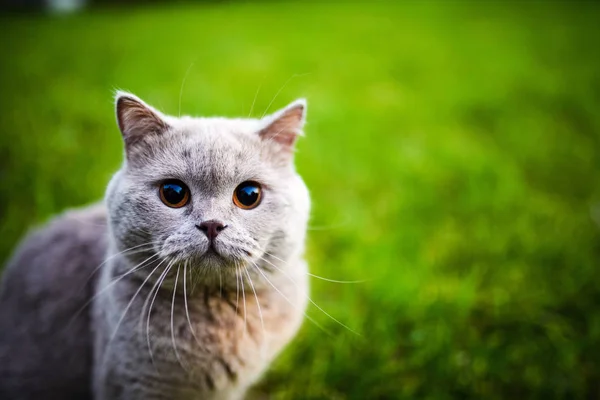 Gato Bonito Grama Verde — Fotografia de Stock