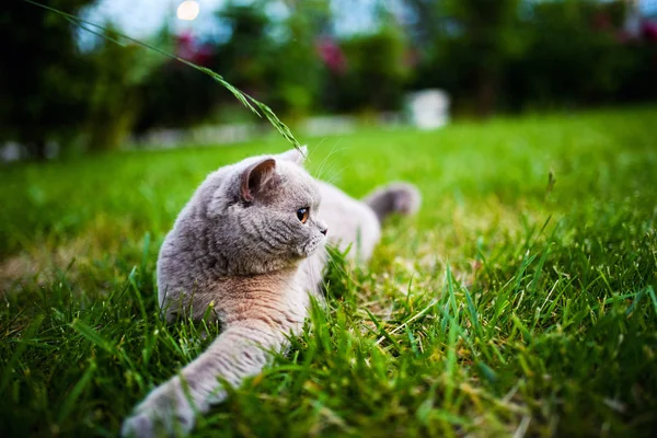 Roztomilý Kočka Zelené Trávě — Stock fotografie