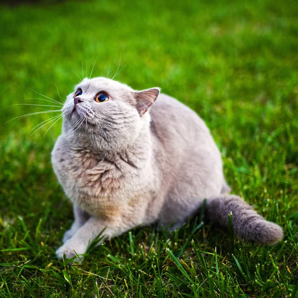 Sweet cat on green grass