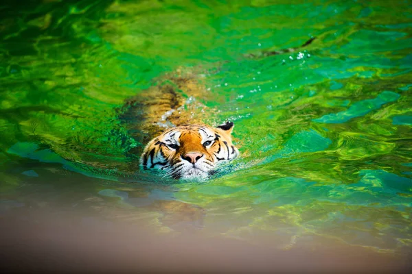 Tigre Nadando Agua Pura —  Fotos de Stock