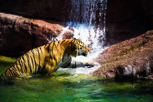 Tigre Nageant Dans Eau Pure — Photo