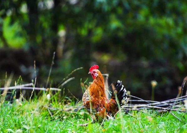 Poulet Élevage Gratuit Dans Une Ferme Avicole Traditionnelle — Photo