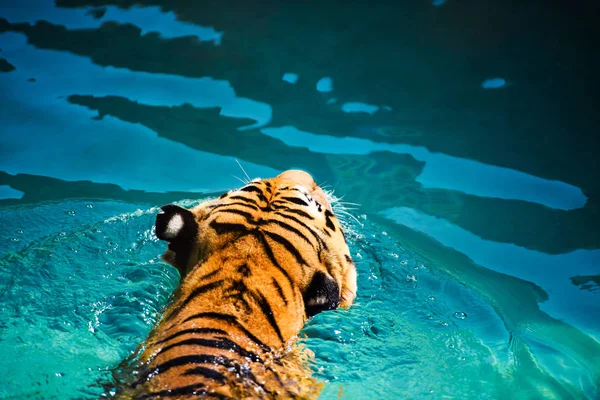 Ússzon Tiszta Víz Tigris — Stock Fotó