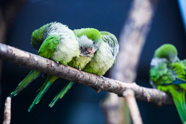 Άγρια Παπαγάλος Πουλί Πράσινο Παπαγάλος Macaw Μεγάλο Πράσινο Ara Ambigua — Φωτογραφία Αρχείου