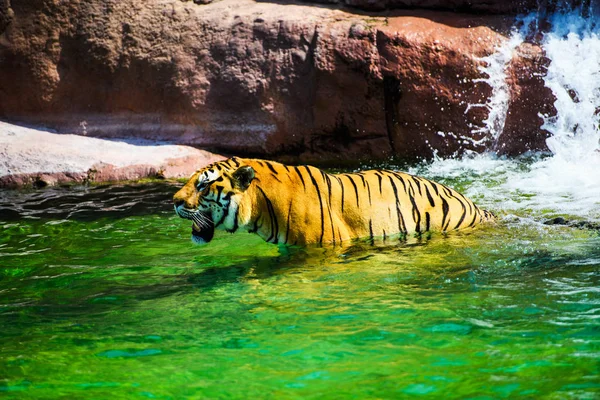 Tigre Nuota Acqua Pura — Foto Stock