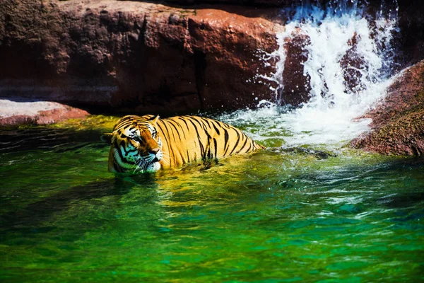 Tigre Nageant Dans Eau Pure — Photo