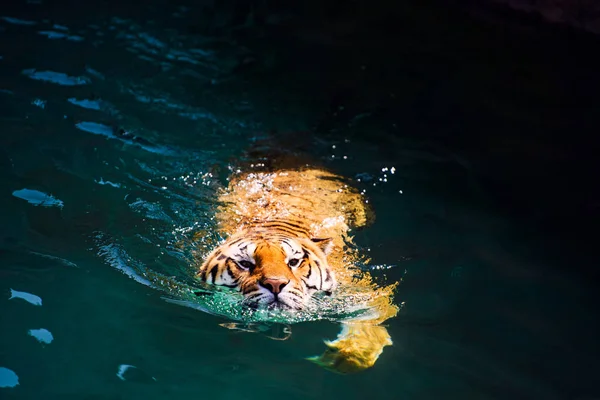 Beautiful Amur Tiger Background — 스톡 사진
