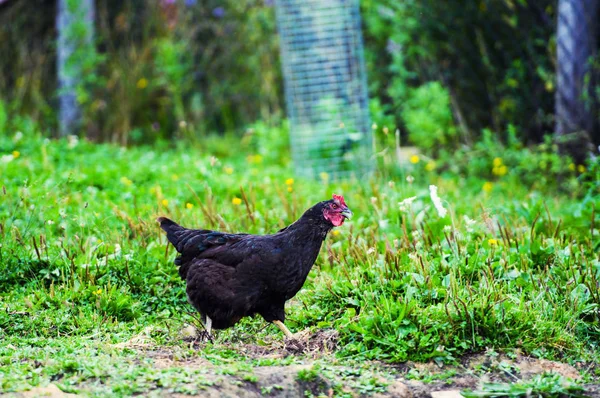 Pollo Corral Una Granja Aves Tradicional —  Fotos de Stock