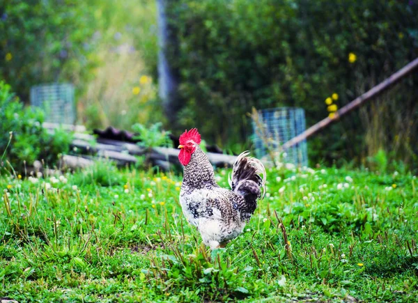 Poulet Élevage Gratuit Dans Une Ferme Avicole Traditionnelle — Photo