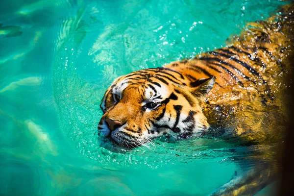 Tigre Nadando Agua Pura —  Fotos de Stock