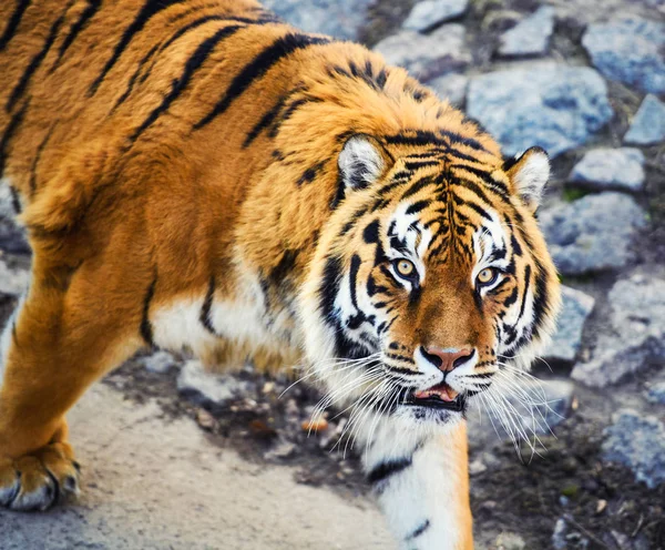 Schöne Amur Tiger Auf Hintergrund — Stockfoto