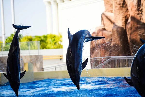 Beautiful dolphins swimming. Dolphin jumping above blue water