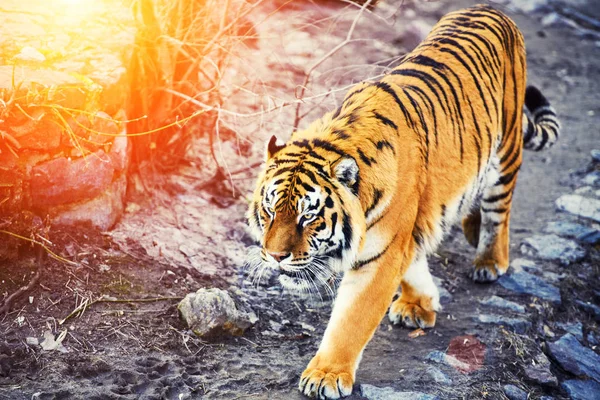 Vacker Amur Tiger Bakgrunden — Stockfoto