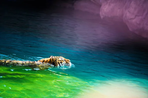 Tigre Nadando Água Pura — Fotografia de Stock