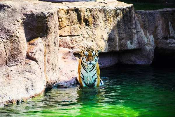 Тигр Плавает Чистой Воде — стоковое фото