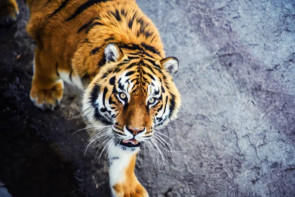 Bella Tigre Amur Sullo Sfondo — Foto Stock