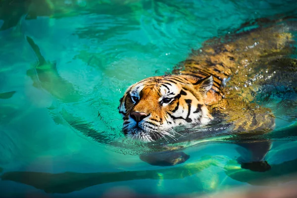 老虎在纯净的水里游泳 — 图库照片