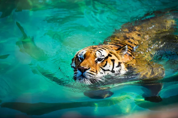 Tigre Nuota Acqua Pura — Foto Stock