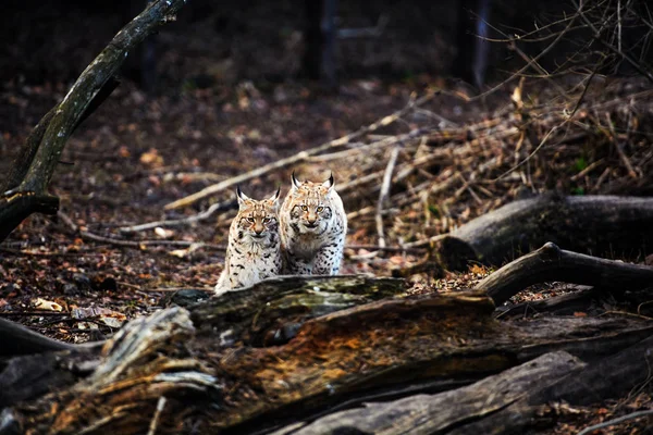 Lynx ユーラシアの野生の猫 — ストック写真