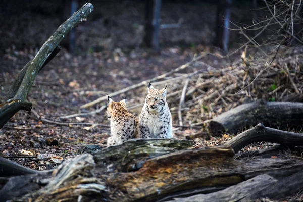 Lynx Eurasian Wild Cat — Stockfoto