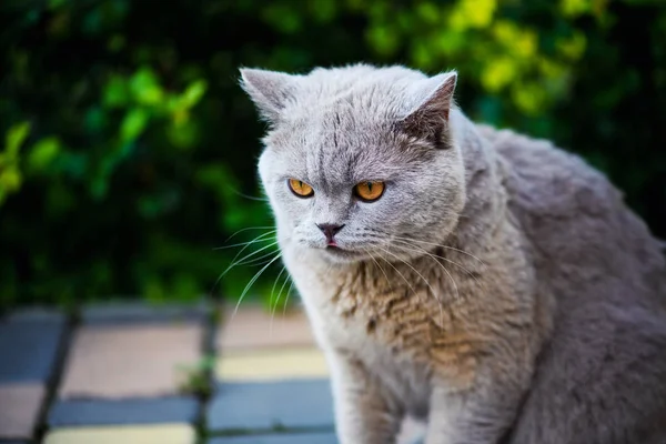 Gato Bonito Grama Verde — Fotografia de Stock