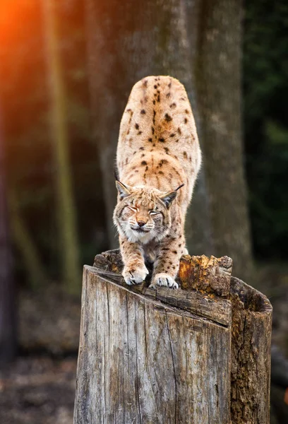Luchs Eurasische Wildkatze — Stockfoto