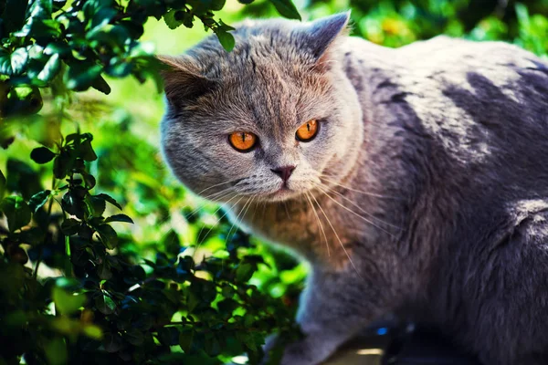 Carino Gatto Erba Verde — Foto Stock