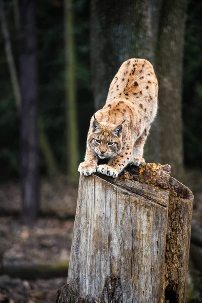 Lynx Eurasian Wild Cat — Stock Photo, Image