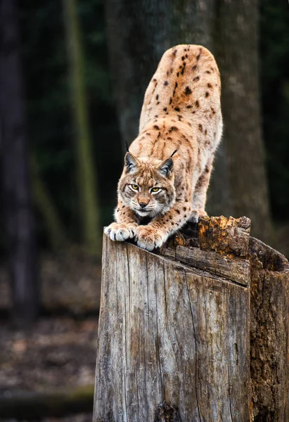 Lynx Gato Salvaje Euroasiático — Foto de Stock