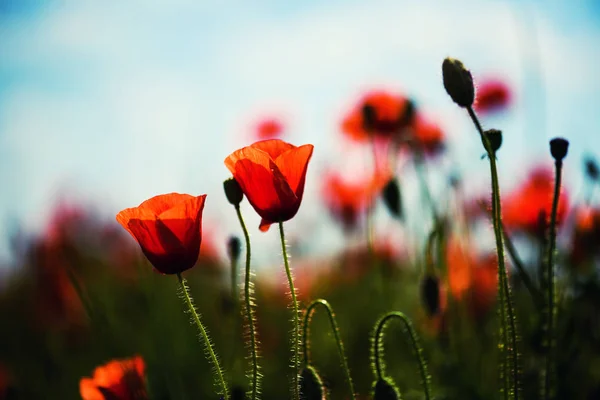 Beau Champ Coquelicots Rouges Dans Lumière Coucher Soleil — Photo