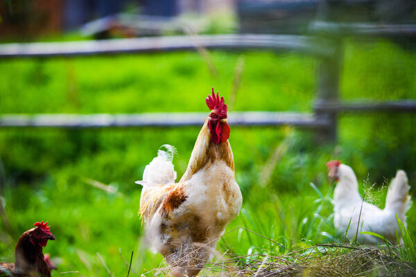 Rooster. Cock, rustic rural picture in sunny day.