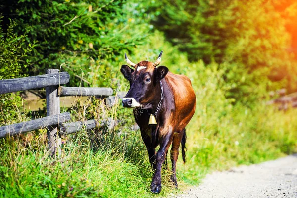 Cow Goes Road Returned Home Pasture — Stock Photo, Image