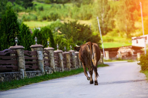 Vaca Vai Estrada Voltou Para Casa Pasto — Fotografia de Stock