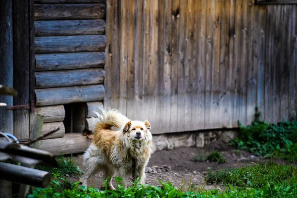 Perro Guardián Cerca Casa —  Fotos de Stock