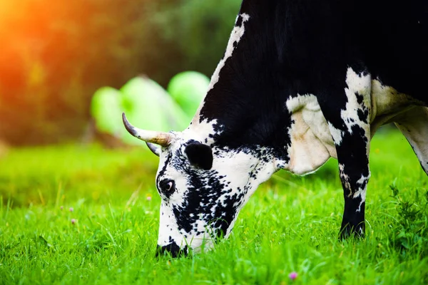 Mucche Pascolo Campo Verde — Foto Stock