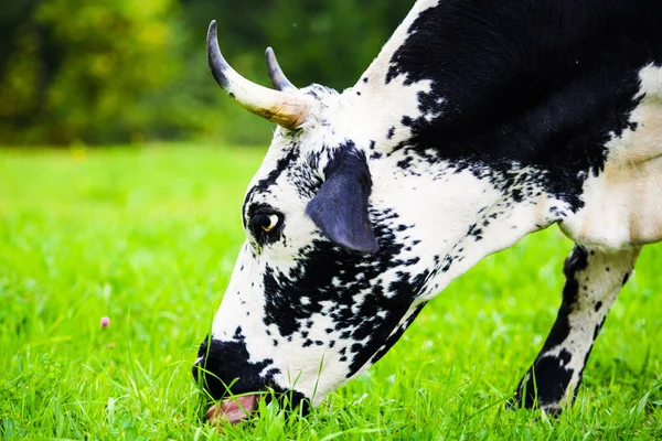 Mucche Pascolo Campo Verde — Foto Stock