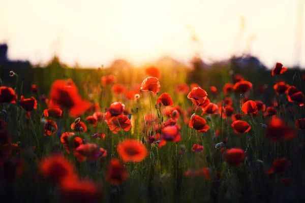 Hermoso Campo Amapolas Rojas Luz Del Atardecer —  Fotos de Stock