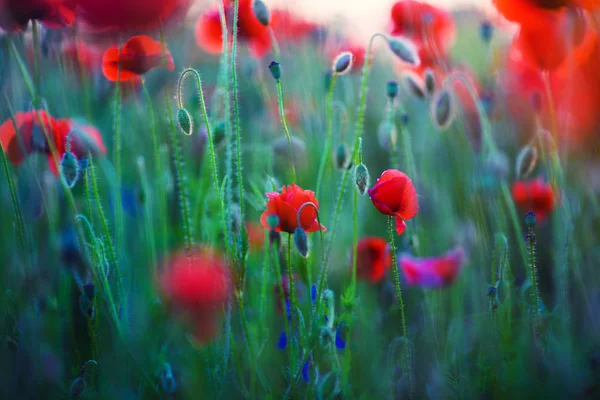 Wunderschönes Feld Roter Mohnblumen Licht Des Sonnenuntergangs — Stockfoto