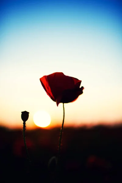 Beau Champ Coquelicots Rouges Dans Lumière Coucher Soleil — Photo