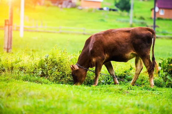 Mucche Pascolo Campo Verde — Foto Stock