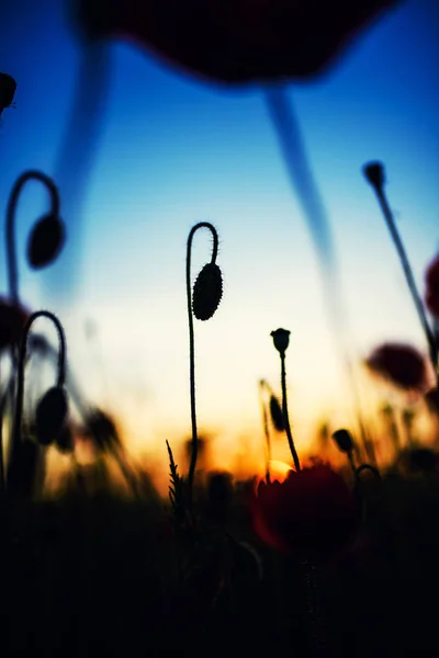 Wunderschönes Feld Roter Mohnblumen Licht Des Sonnenuntergangs — Stockfoto