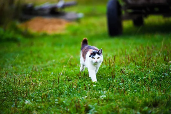 Sweet cat on green grass