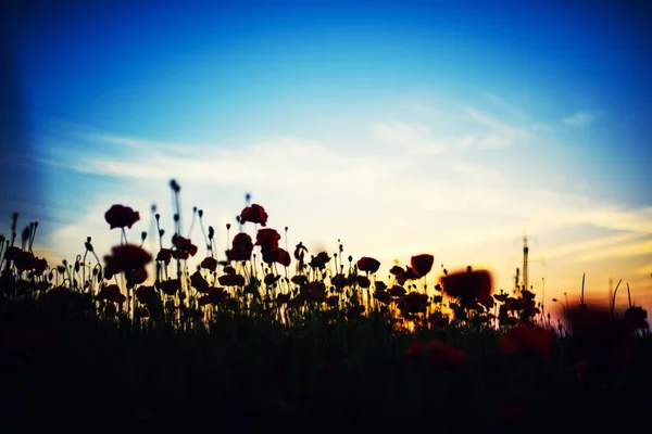 Wunderschönes Feld Roter Mohnblumen Licht Des Sonnenuntergangs — Stockfoto