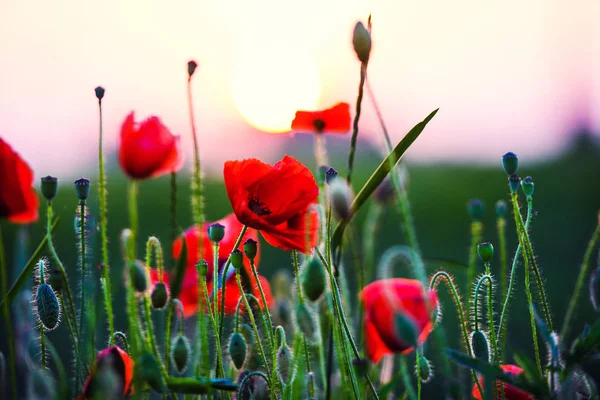 Hermoso Campo Amapolas Rojas Luz Del Atardecer —  Fotos de Stock