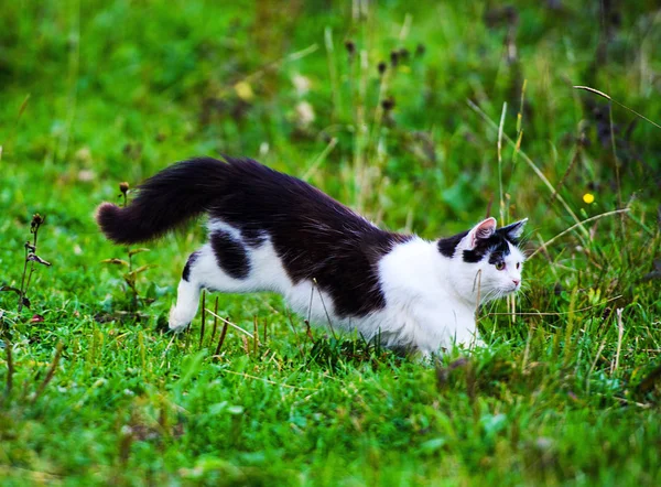 Caça Gato Saltando Através Grama — Fotografia de Stock