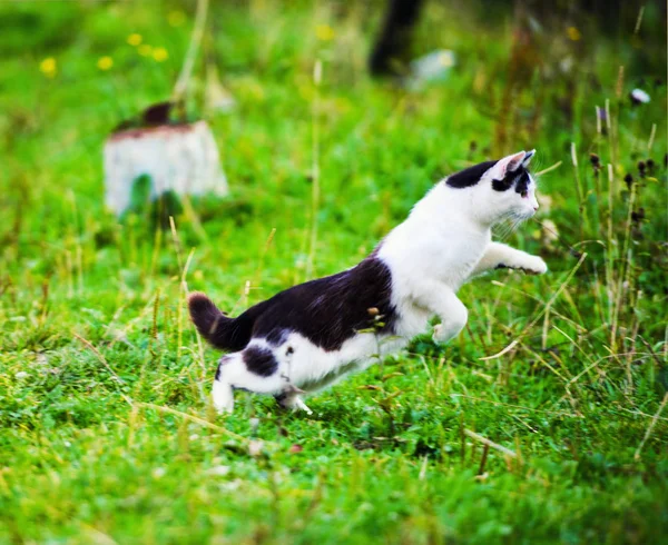 Hunting Cat Jumping Grass — Stock Photo, Image