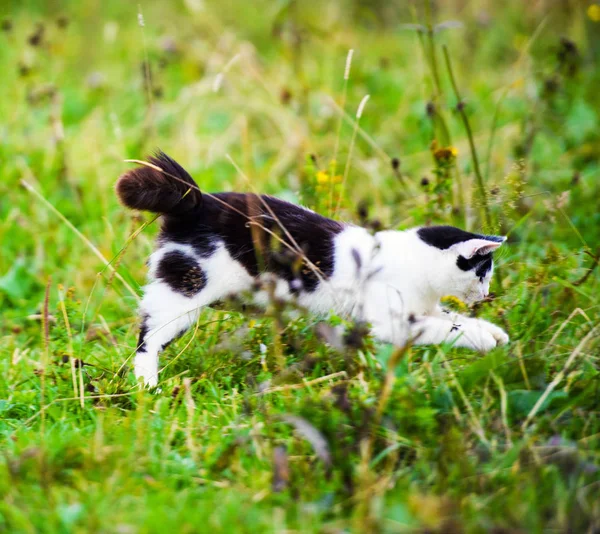 Jakt Katt Hoppa Genom Gräs — Stockfoto