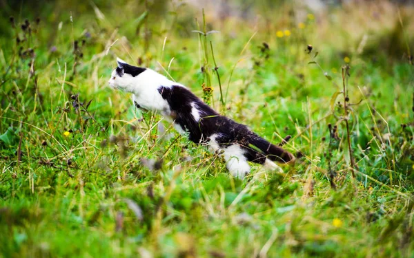 Caça Gato Saltando Através Grama — Fotografia de Stock