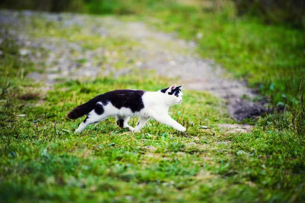 Caça Gato Saltando Através Grama — Fotografia de Stock