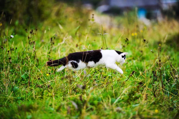 狩猟の猫草をジャンプ — ストック写真